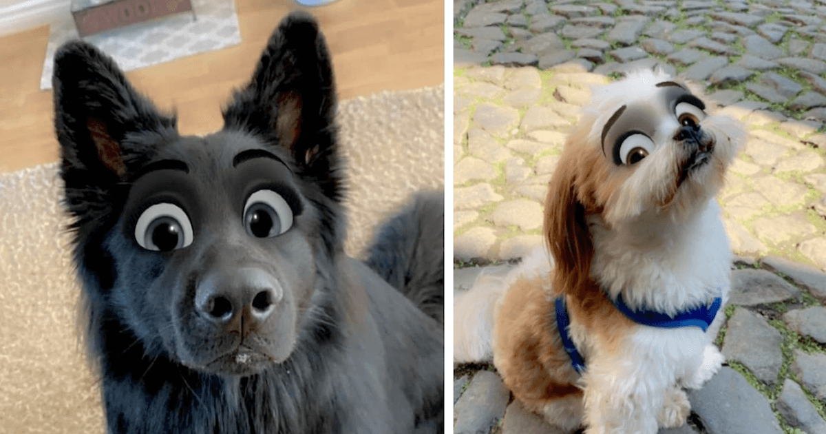 Snapchat filter Disney dogs  How to use cartoon face on your pet