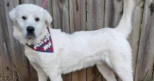 Adoptable Great Pyrenees
