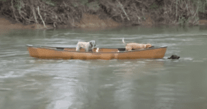 Dog Saves Dogs in Canoe