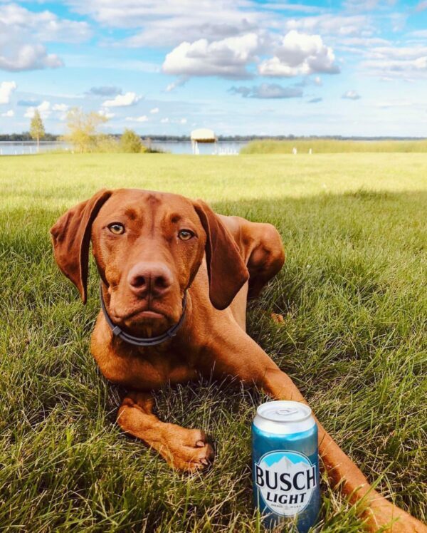 Dog Holding Beer