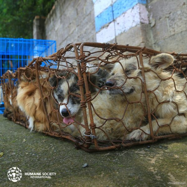 Dogs in Tiny Cage for Meat Trade