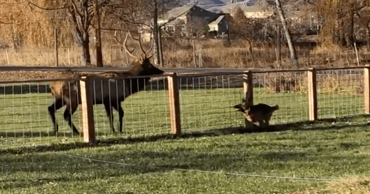 German Shepherd And Elk Play Annual Game Of Chase And It S Adorable