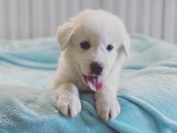 Great Pyrenees Pup