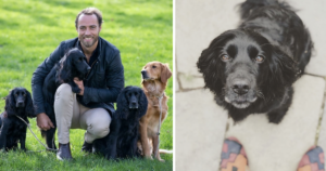 James Middleton and Dogs