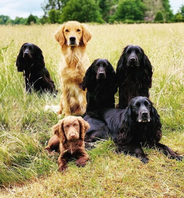 James Middletons Six Dogs