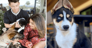 Nick Jonas and Priyanka Chopra's Dogs