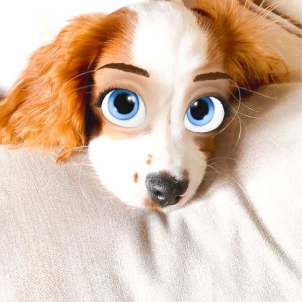 Cocker Spaniel Cartoon Filter