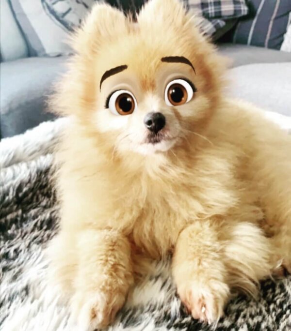 Pomeranian Disney Filter