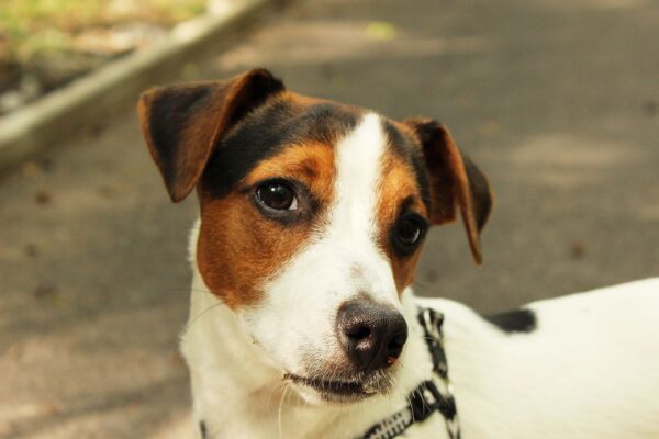 Curious Jack Russell Terrier