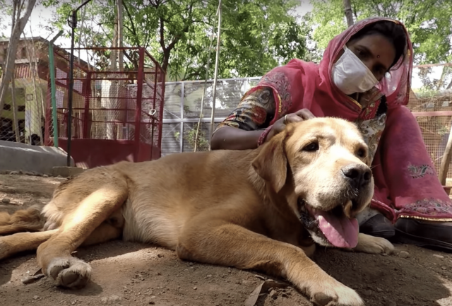 Dog Rescued in India