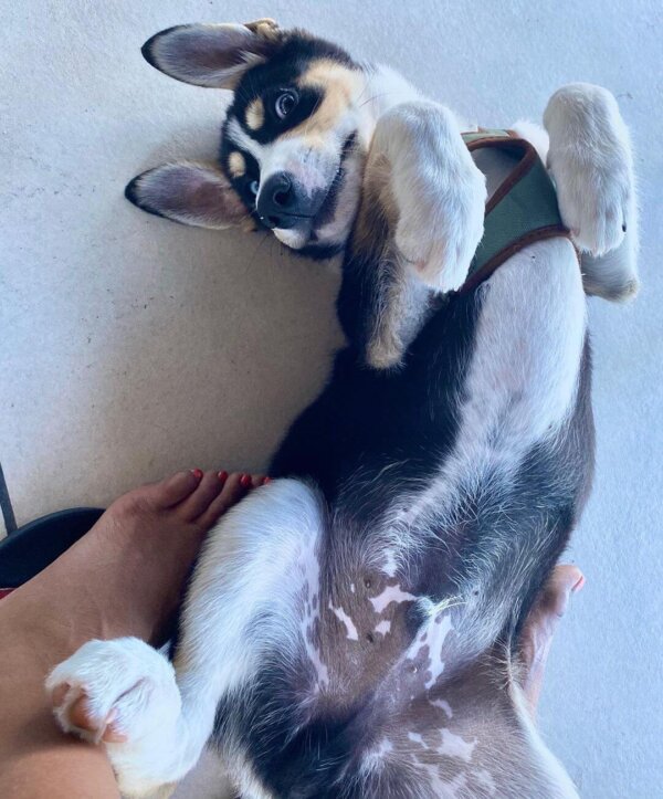 Puppy Belly Rubs