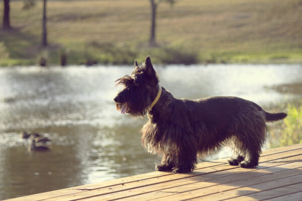 Scottish Terrier by water