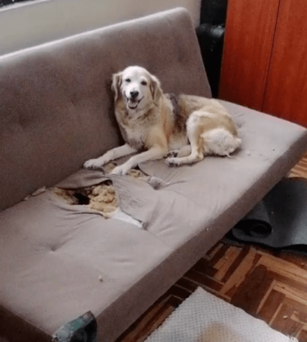 Dog Destroying Couch
