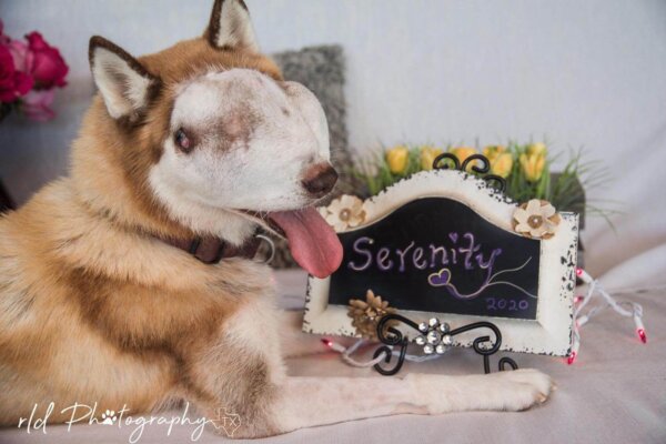 Rescue Dog With Untreatable Tumor Shows The World Her Beauty