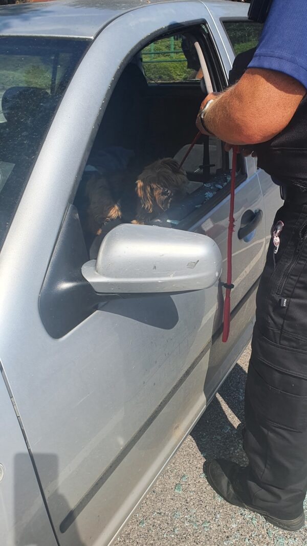 Yorkie Rescued From Hot Car