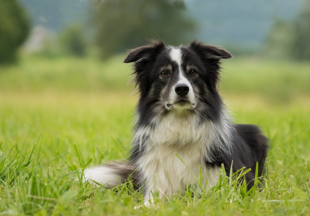 6 Natural Supplements To Help Your Border Collie’s Itching & Allergies