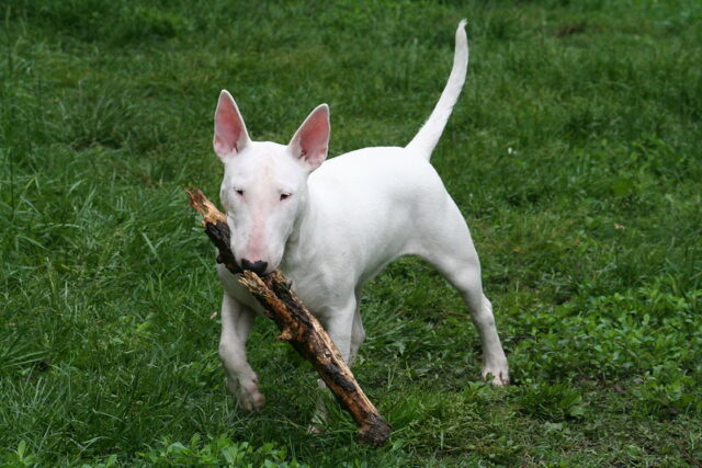 Bull Terrier Carrying Stick