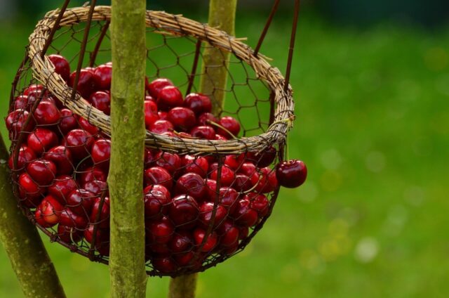 A basket of cherries which are bad for dogs.