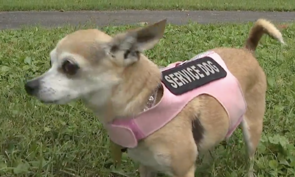 Chihuahua Wearing Service Dog Vest