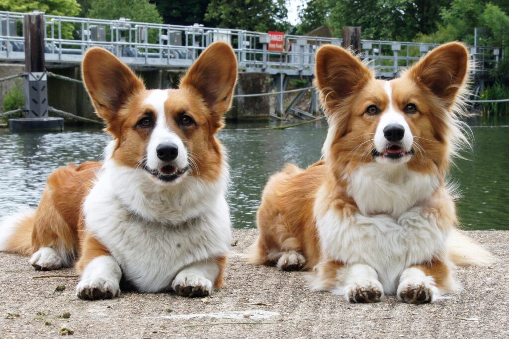 why do corgis shed so much