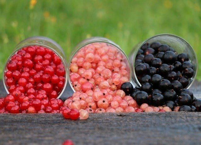 Three clear jars containing red, pink, and black currants.
