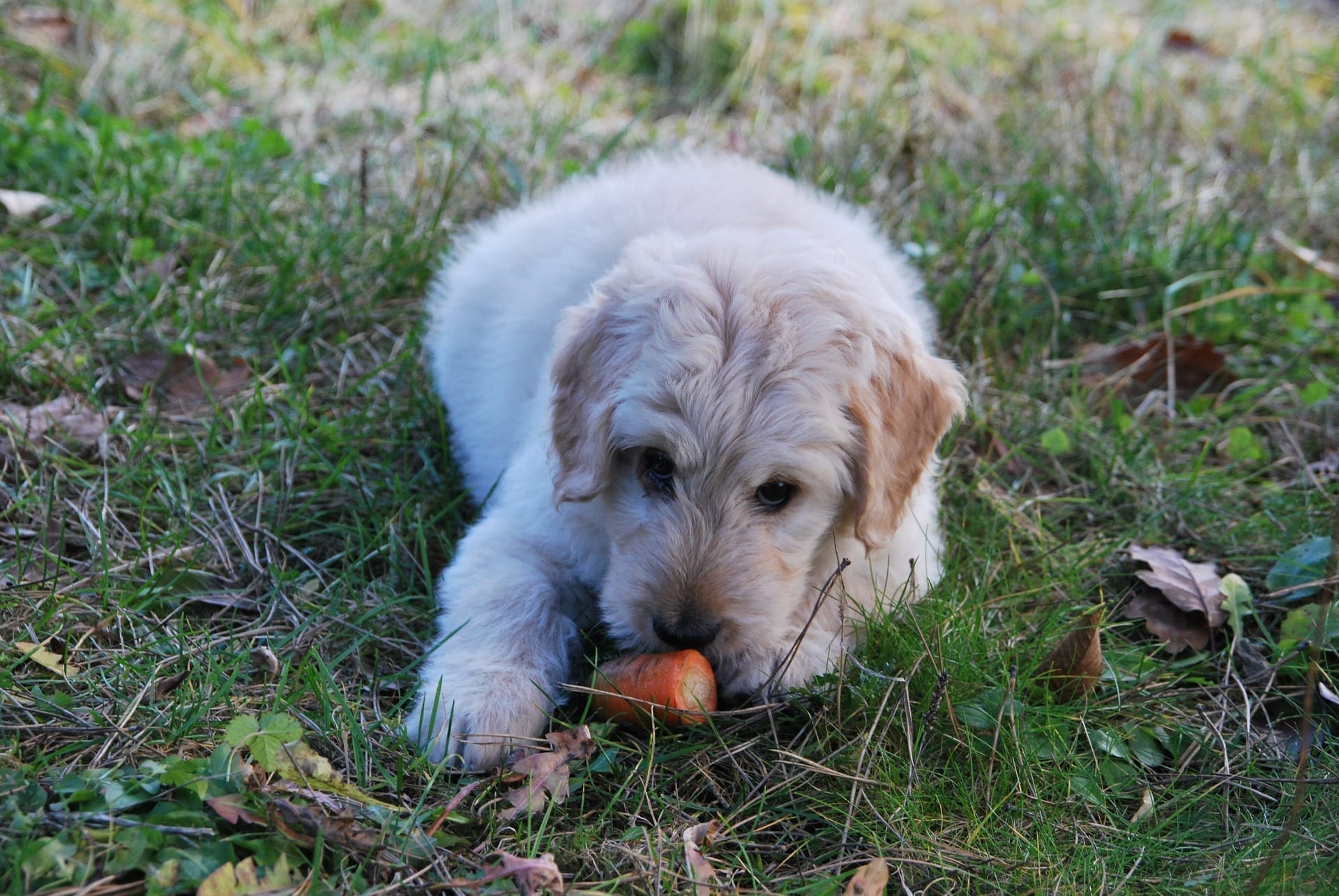 dog eat carrot