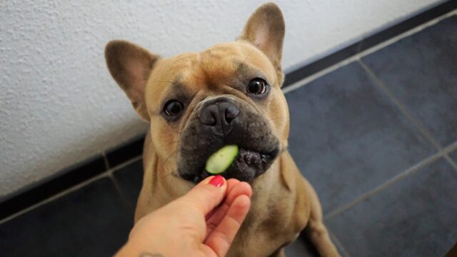 A woman's hand giving a French Bulldog a slice of cucumber.