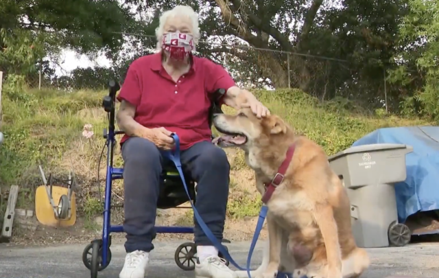 Dog and Elderly Woman