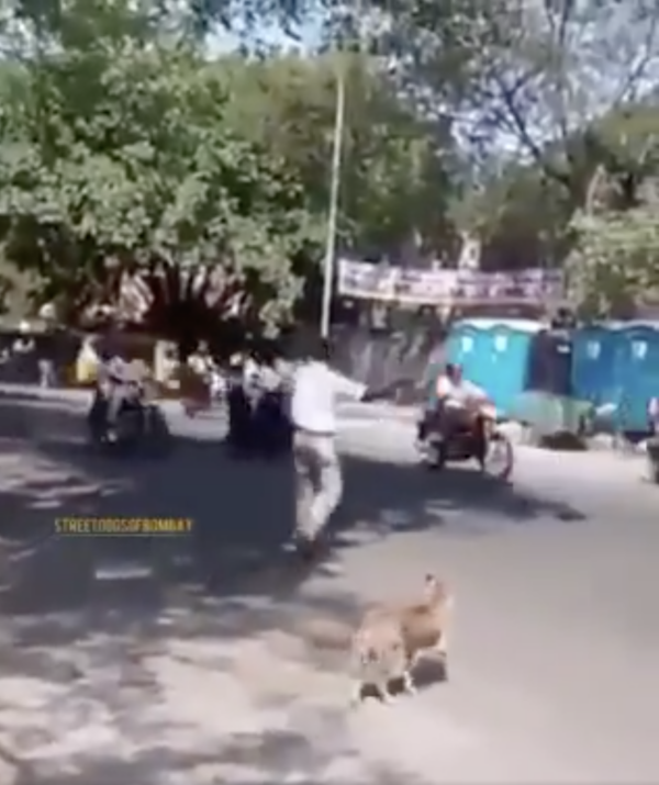 Dog Crosses the Road