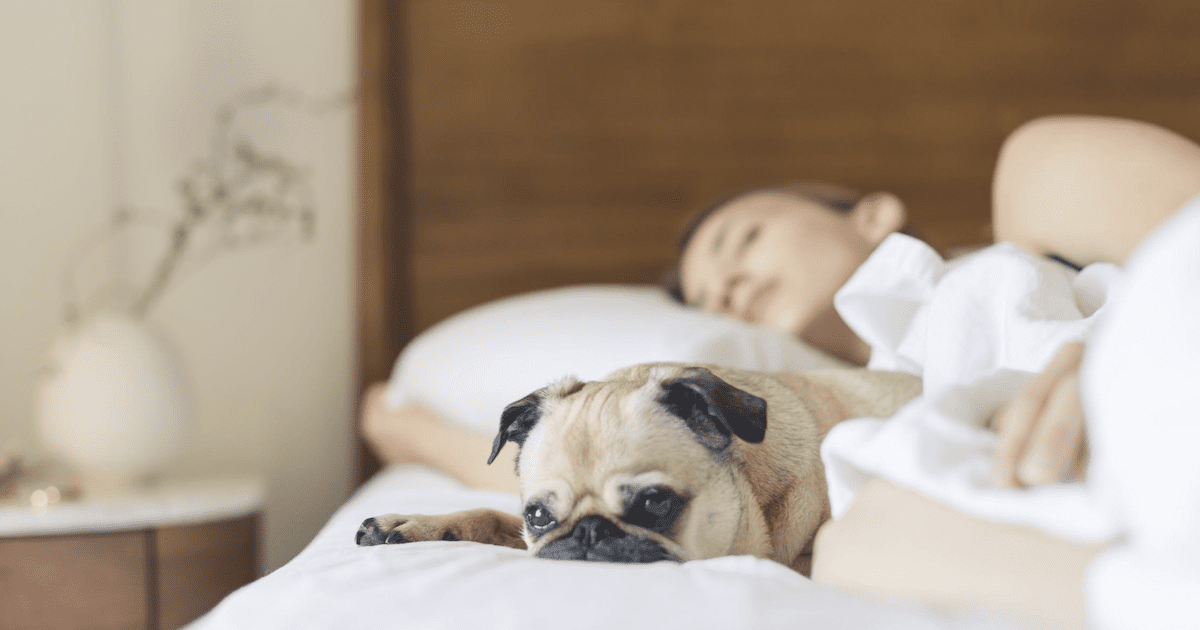 Dog Sleeping In Bed