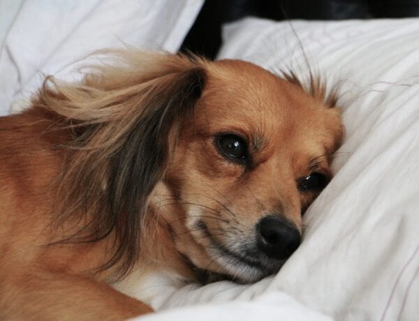 Dog on pillow