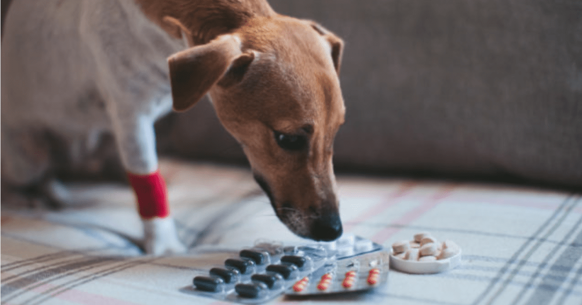 dog pain medication