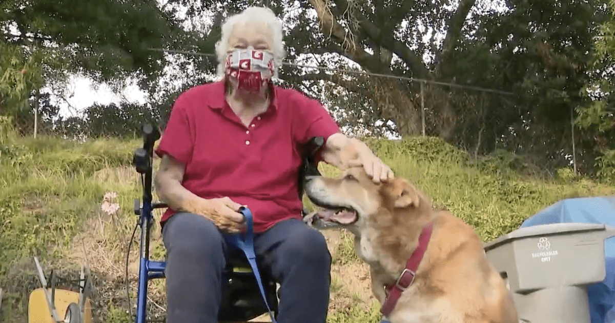 Dog Saves Elderly Woman