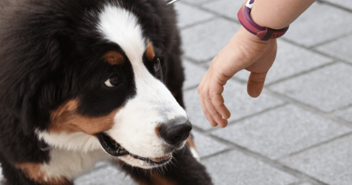 Dog Sniff Test