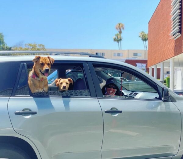 Dogs in Car
