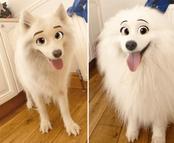 Fluffy Dogs Disney