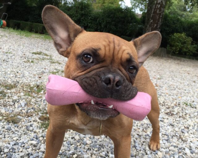 French Bulldog playing with toy