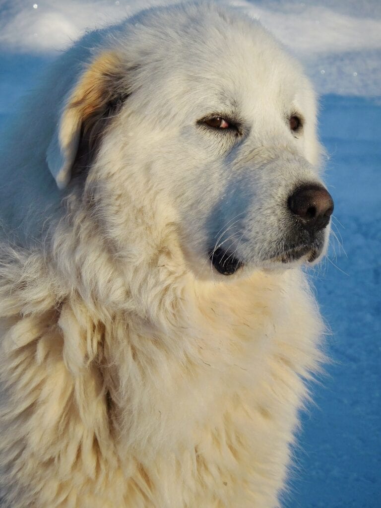 Great Pyrenees by snow