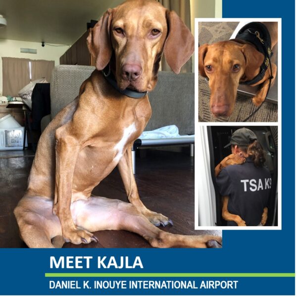 TSA Dog Kajla