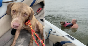 Dog Rescued from Lake