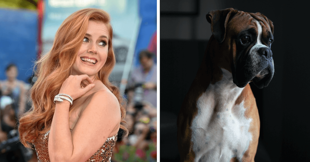 Amy Adams Plays A Woman Turning Into A Dog In Upcoming Film | Whisker ...