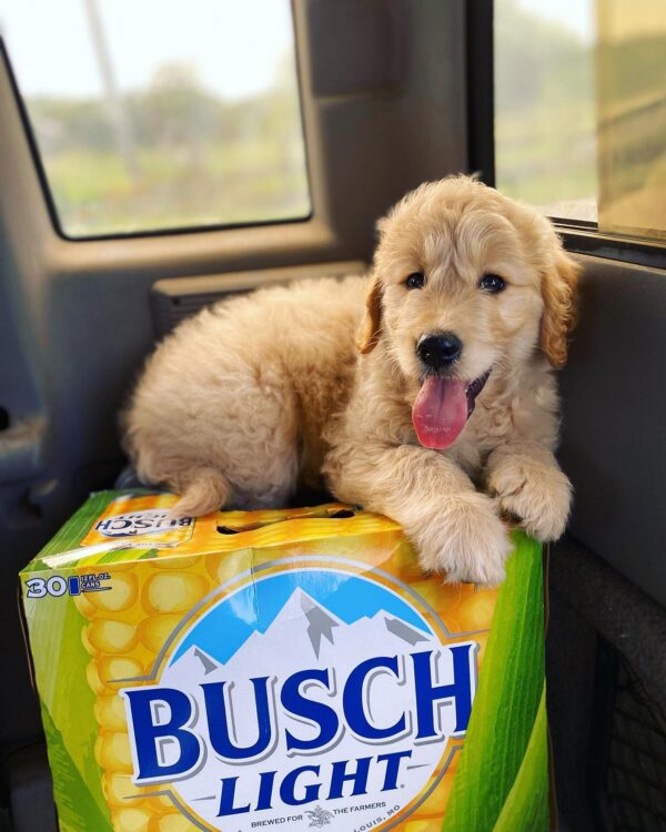 Puppy with Busch Beer