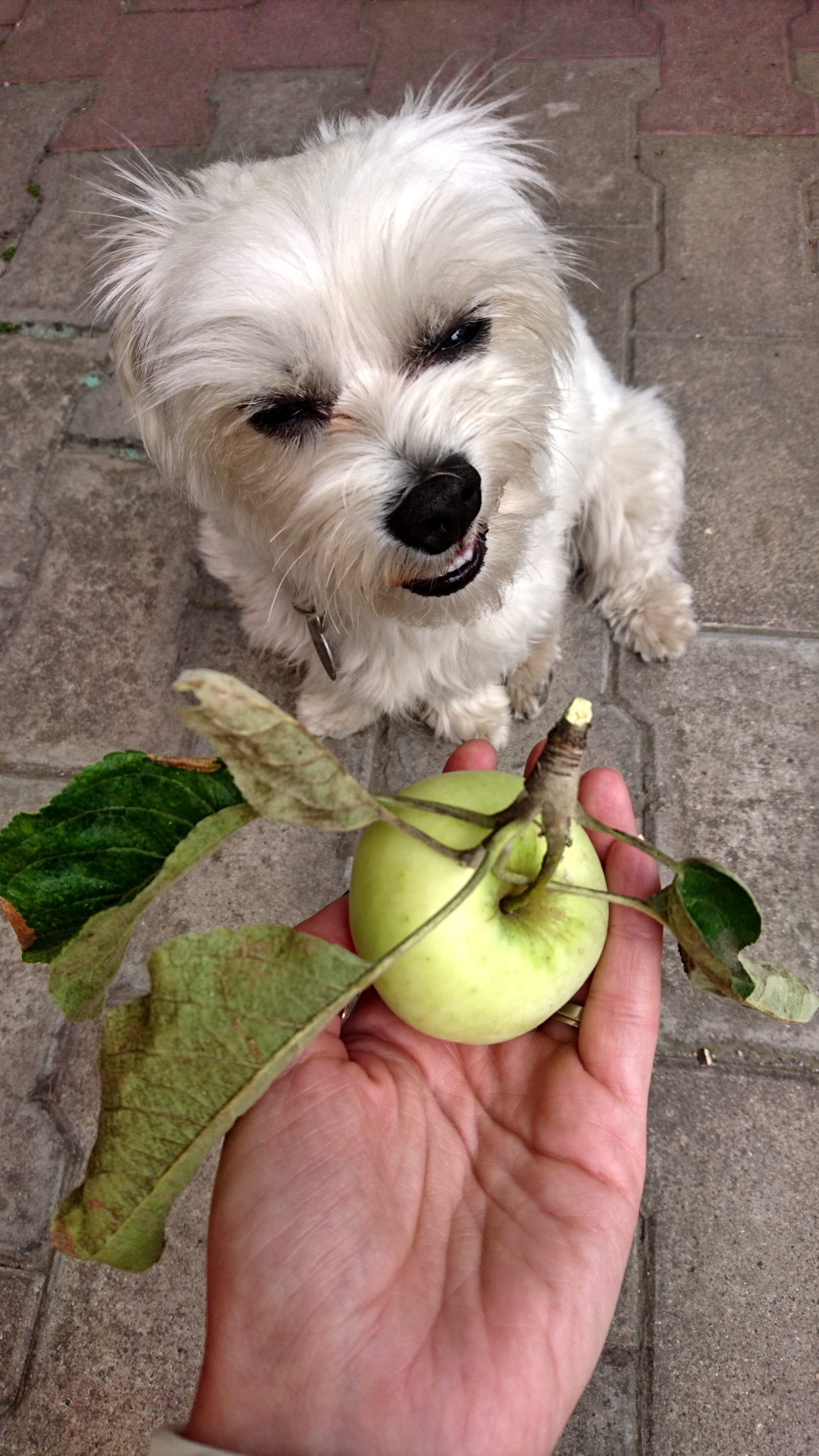 dog apple safe