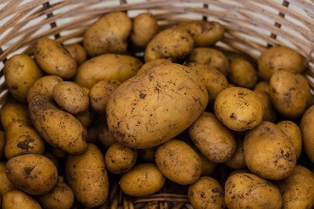 A basket of raw, freshly dug potatoes. 