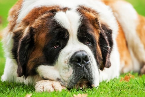 Top 10 Heaviest Dog Breeds