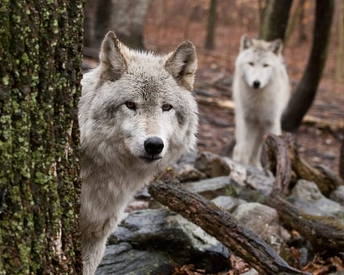 14 Dog Breeds Closely Related To Wolves (Very Surprising!)