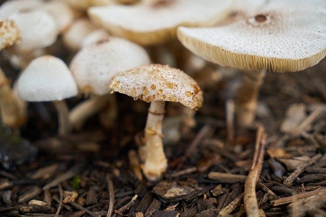 Wild mushrooms, a few species are highly toxic to dogs.