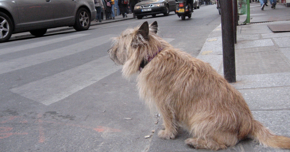 Dog Waiting to Cross Road