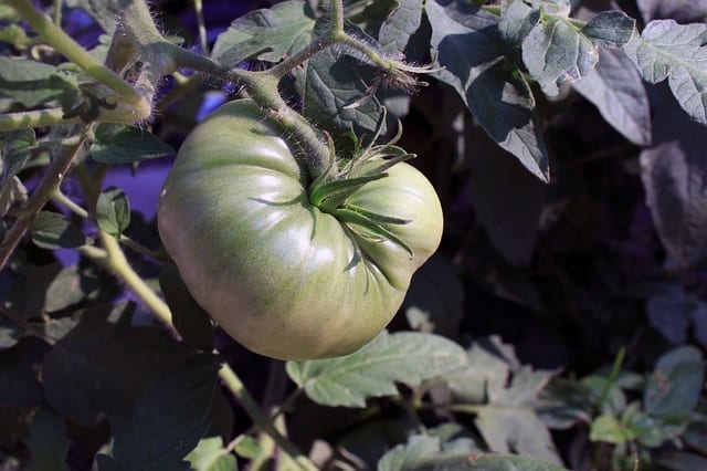 An unripe green tomato growing on the vine. The stems. leaves and unripe fruit can cause upset stomach in dogs.