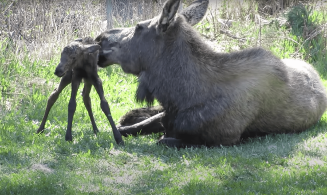 Baby Moose Stands